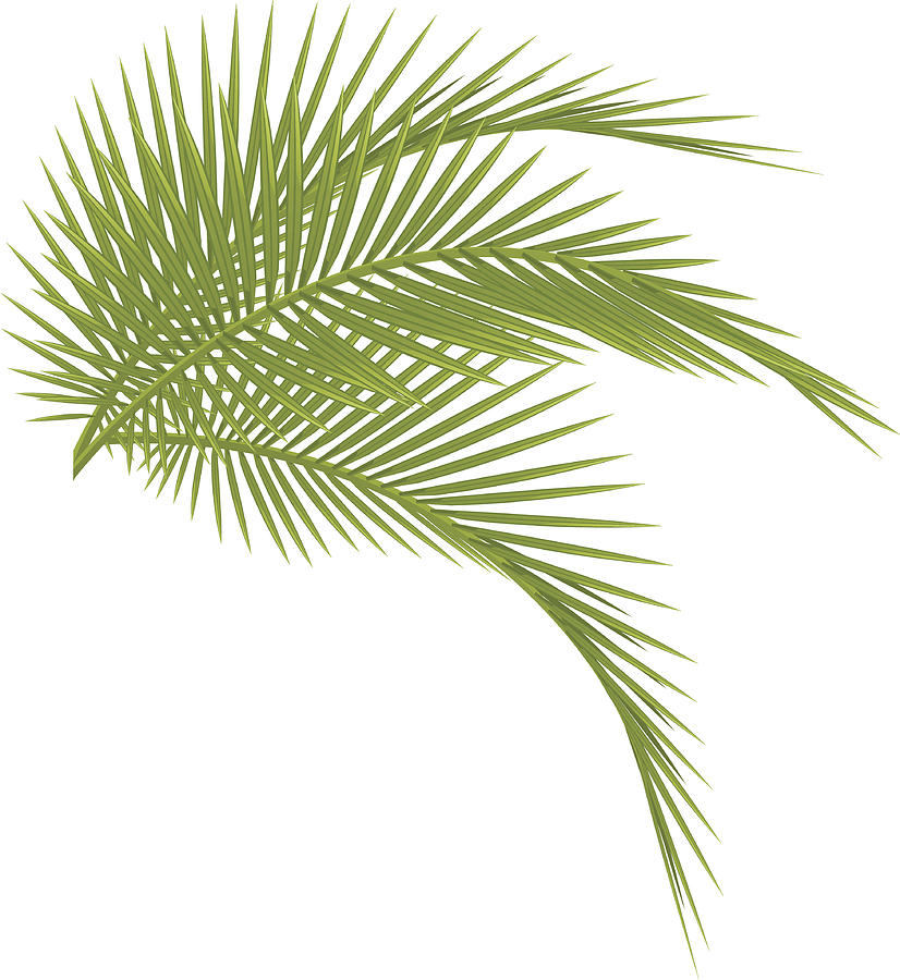 Palm tree #1 Drawing by Pijama61