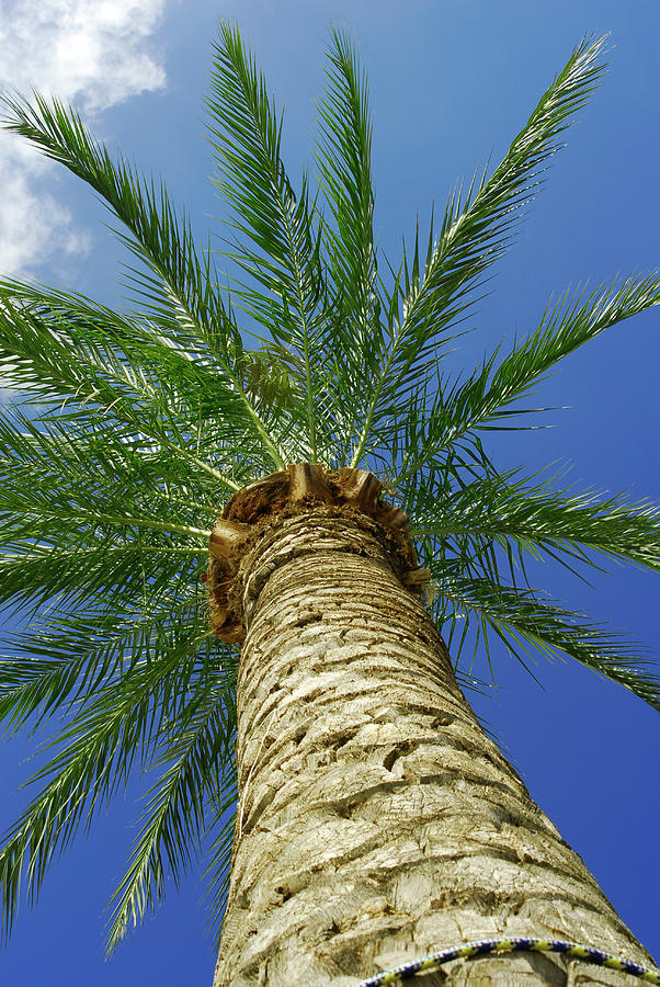 Palm tree #1 Photograph by Severija Kirilovaite