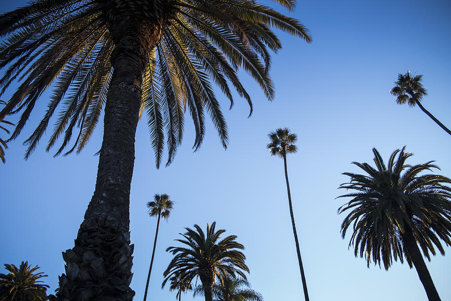 Palm trees against blue sky, Beverly Hills #1 Photograph by Rob Lewine