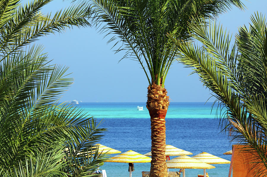 Palm Trees And Tropical Beach #1 Photograph by Mikhail Kokhanchikov