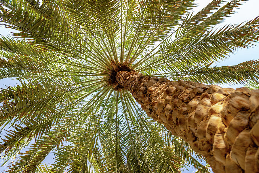 Palm trees canopy in Al Ain oasis, United Arab Emirates Photograph by ...