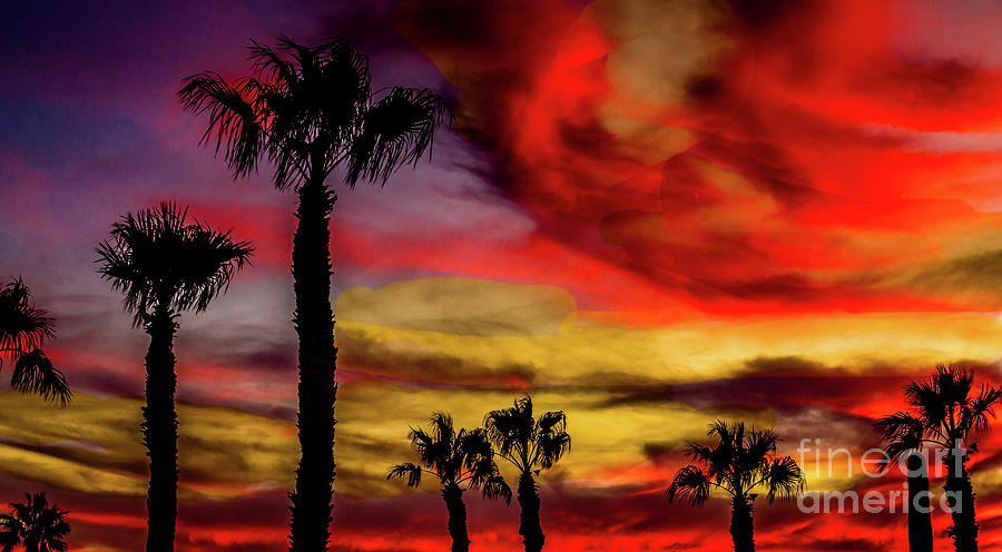 Palm Trees Sunset #1 Photograph by Robert Bales