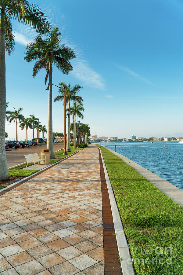 Palmetto Trees Line The Walkway Next To The Manatee River Photograph