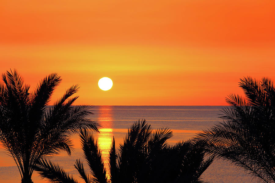 Palms And Sunrise Over Sea Photograph By Mikhail Kokhanchikov Pixels