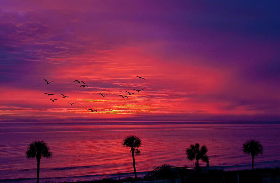 Palms in Silhouette Against Purple Sunrise #1 Photograph by Darryl Brooks