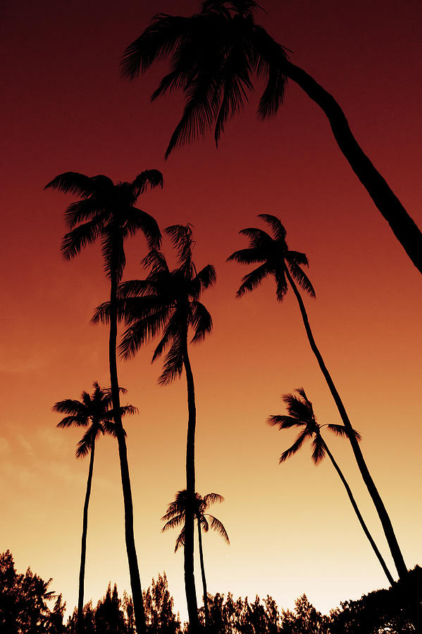 Palms  #1 Photograph by Leonardo Dale