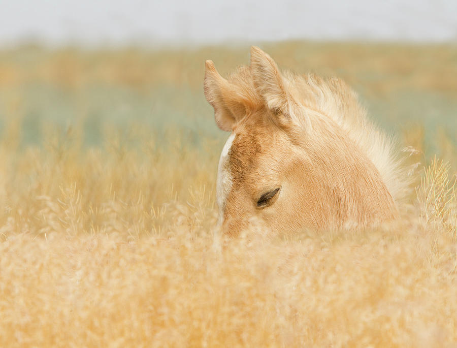 Palomino Foal #1 Photograph by Kent Keller