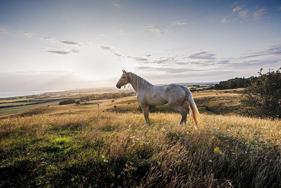 Palomino horse at sunset #1 Photograph by ClarkandCompany