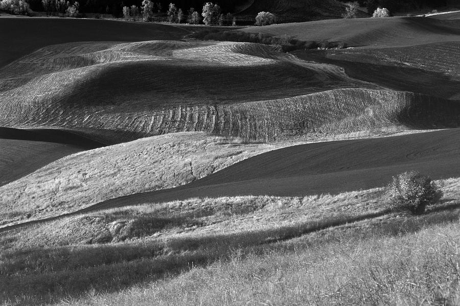 Palouse Field 2 Photograph