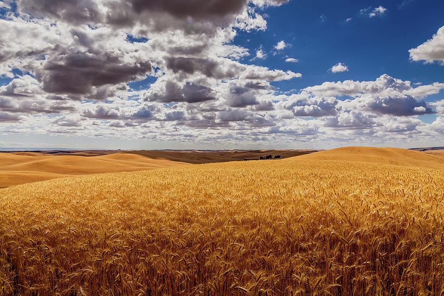 Palouse Wheat #1 Photograph by David Patterson