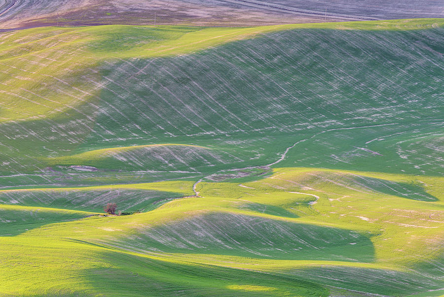 Palouse wheat fields #1 Digital Art by Michael Lee