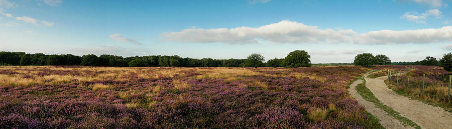 Panorama of heathland with trees early in the morning #1 Photograph by Tosca Weijers