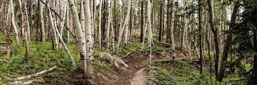 Panorama of Trail Cutting Through Aspen Grove #1 Photograph by Kelly VanDellen