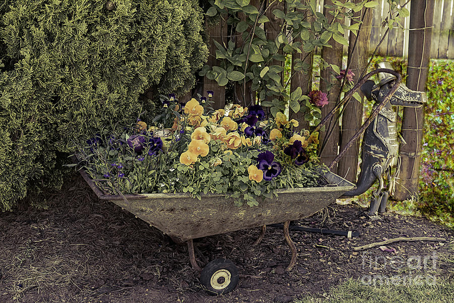 Pansies in a Wheelbarrow #2 Photograph by Elaine Teague