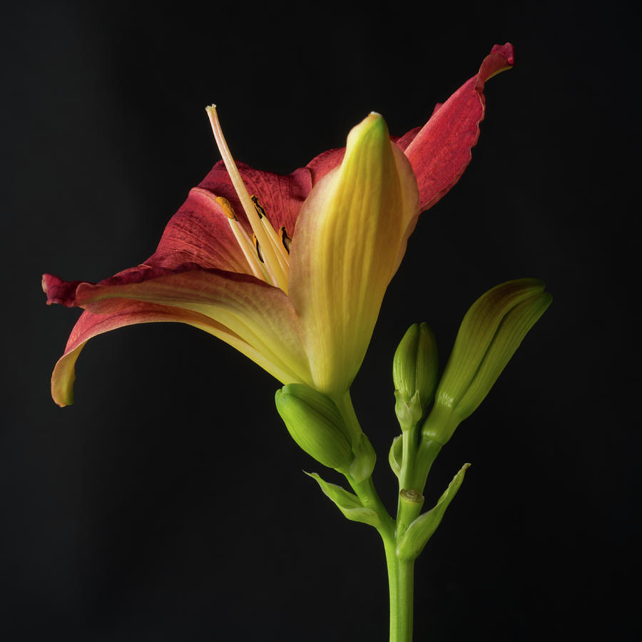 'Pardon Me' Hemerocallis, Day Lily Photograph by Bill Pusztai - Pixels