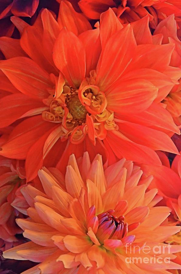 Flower Photograph - Parfait #1 by Lauren Leigh Hunter Fine Art Photography