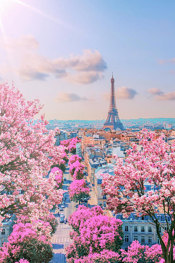 Spring Photograph - Paris Sakura #1 by Manjik Pictures