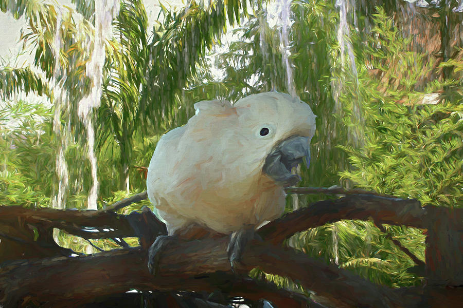 Parrot #1 Photograph by Alison Frank