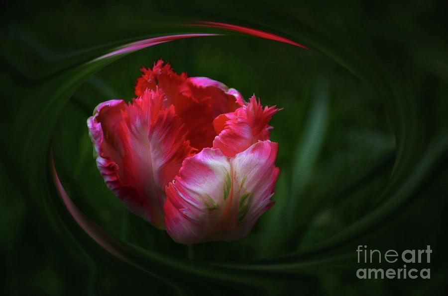 The Beautiful Parrot Tulip Photograph by Elaine Manley
