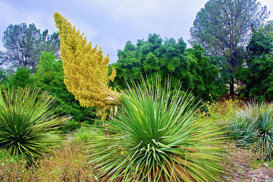 Parrys Nolina in Rancho Santa Ana Botanic Gardens, Claremont, California  #2 Photograph by Ruth Hager