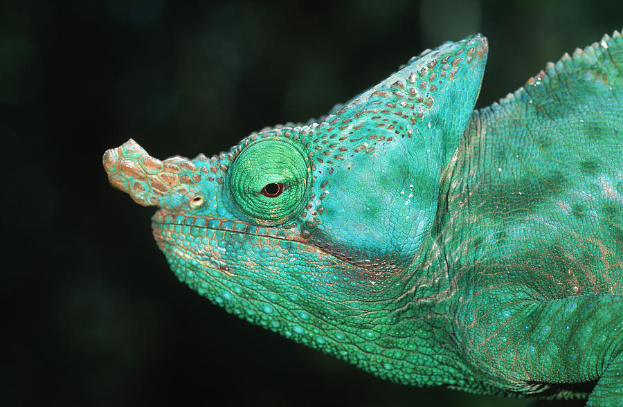 Parsons chameleon (Calumma parsonii), Madagascar #1 Photograph by Martin Harvey