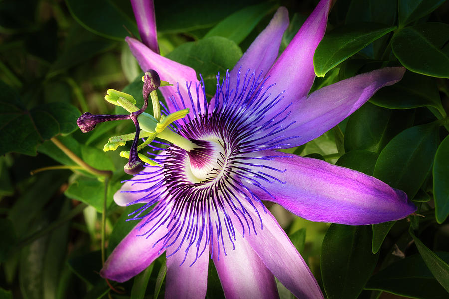 Passion Flower #1 Photograph by Donald Pash