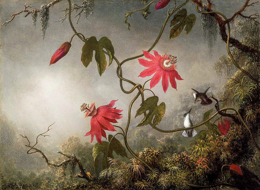 Passion Flowers and Hummingbirds #1 Painting by Martin Johnson Heade