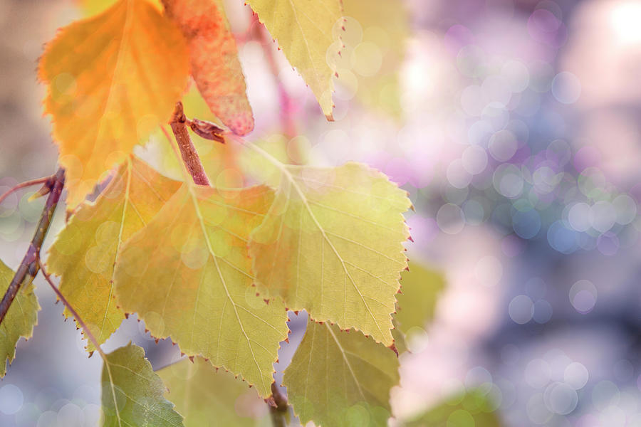 Fall Digital Art - Pastel Autumn Leaves by Terry Davis