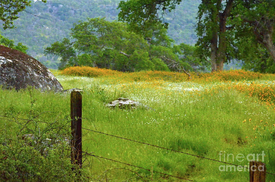 Pastoral Spring Photograph by Debby Pueschel