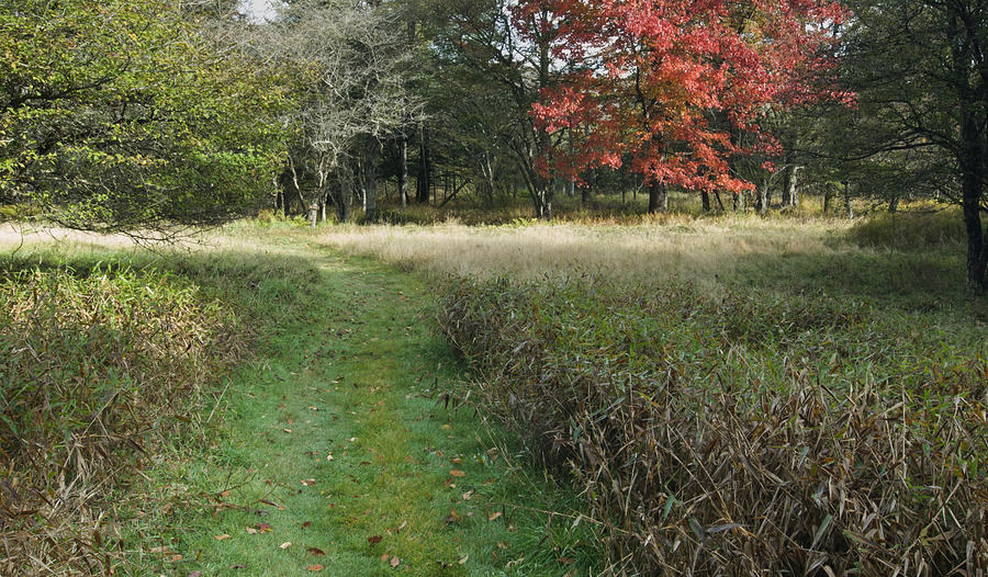 Path in Canaan Valley, WV #1 Photograph by Jerry Whaley