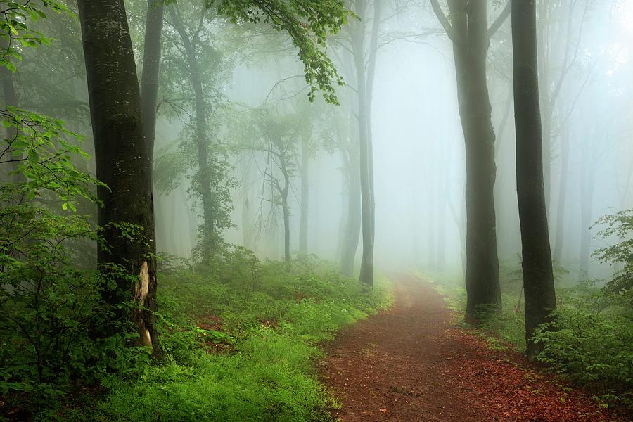 Path in foggy forest #1 Photograph by Toma Bonciu