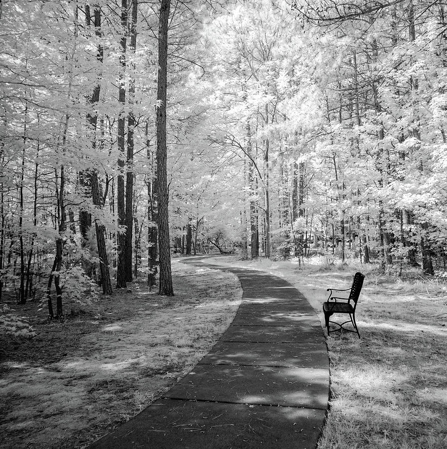 Path in the Woods - Infrared Photograph by Minnie Gallman