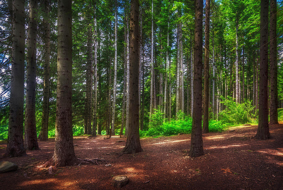 Path inside a silver fir forest in Orecchiella park. Garfagnana, #1 Photograph by Stefano Orazzini