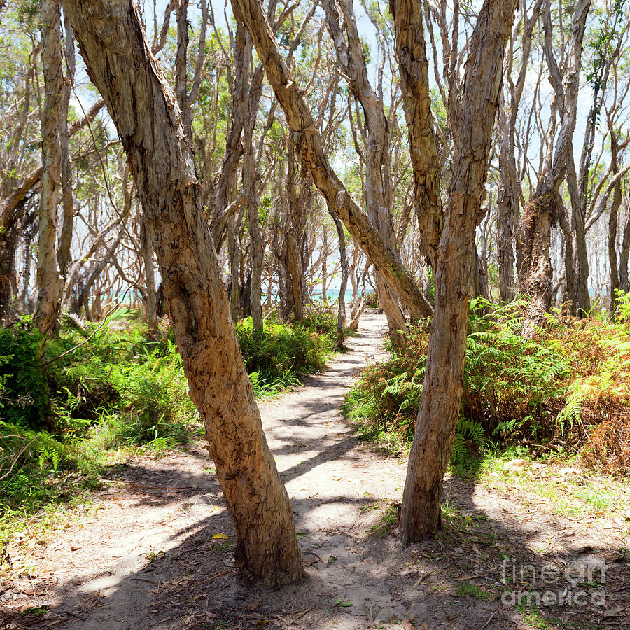 Pathway Through Trees Photograph