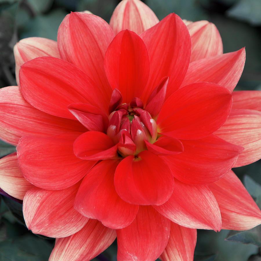 Patricia Anns Sunset Dahlia Photograph by Todd Kreuter