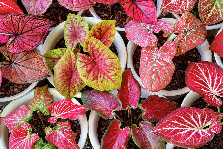 Pattern of caladium foliage plant red and yellow color #1 Photograph by Anek Suwannaphoom
