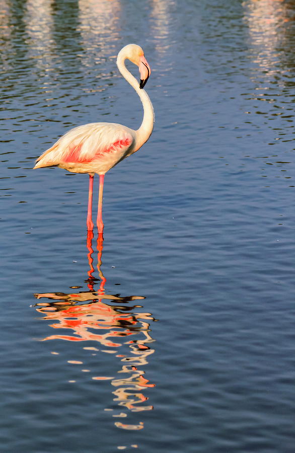 Peaceful flamingo in the water in Camargue, France #1 Photograph by Elenarts - Elena Duvernay photo