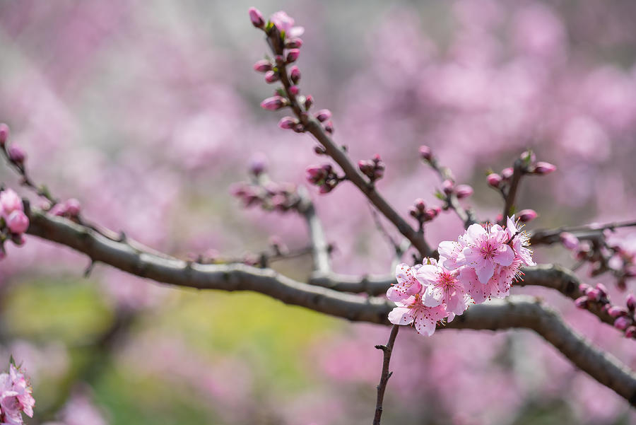 Peach blossom tree flowers close-up in Chengdu #1 Photograph by © Philippe LEJEANVRE