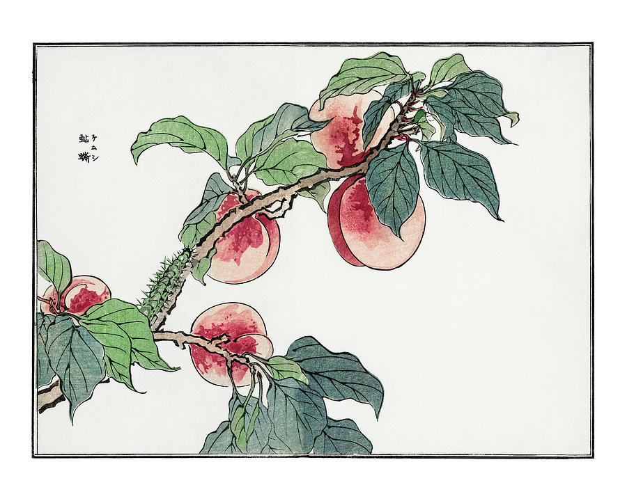 Nature Digital Art -   peach tree  Churui Gafu  #1 by Celestial Images