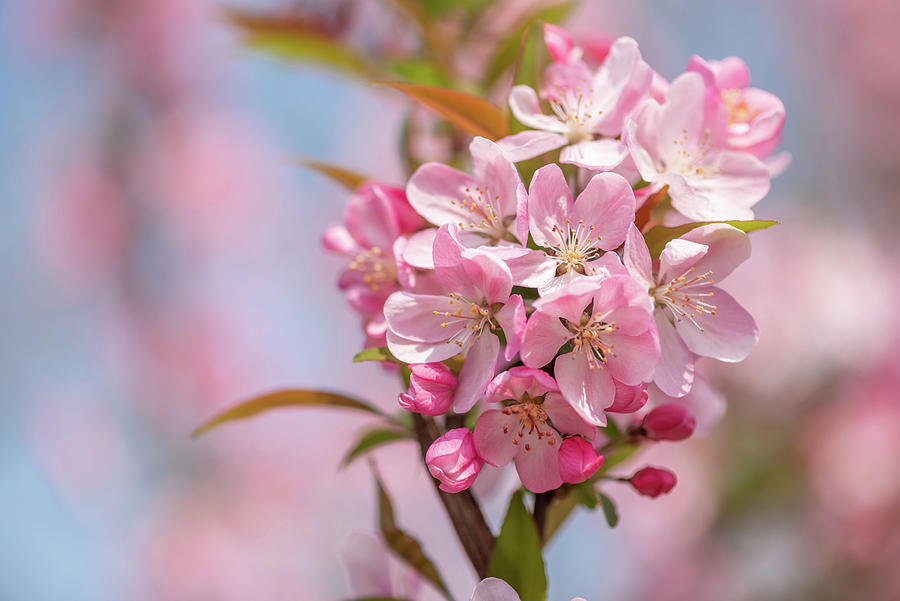 Peach tree flowers against blue sky close-up view #1 Photograph by Philippe Lejeanvre
