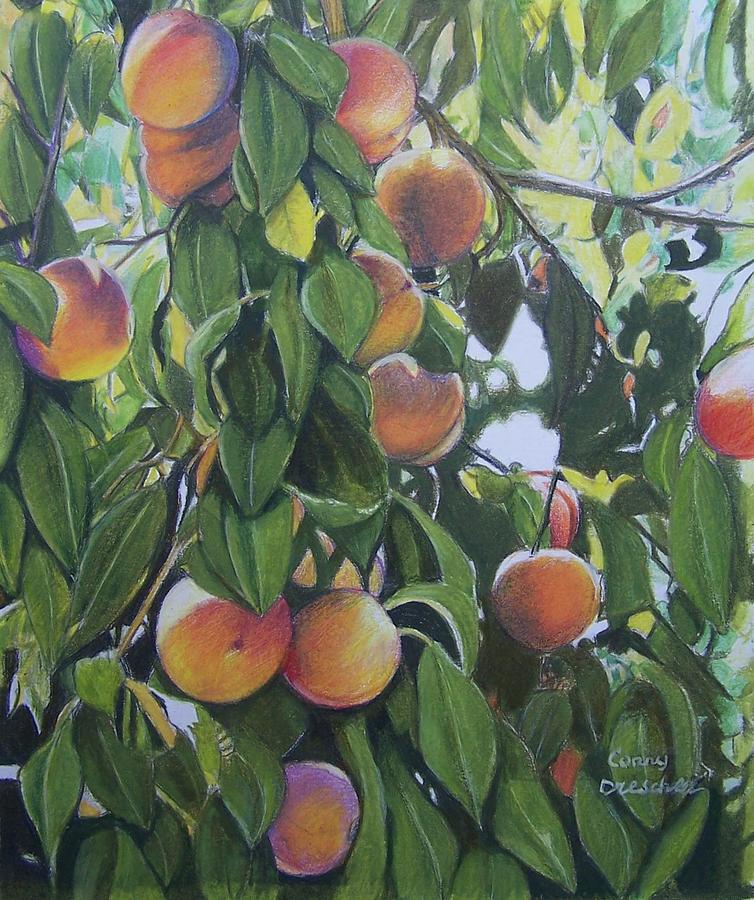 Peaches #1 Mixed Media by Constance DRESCHER