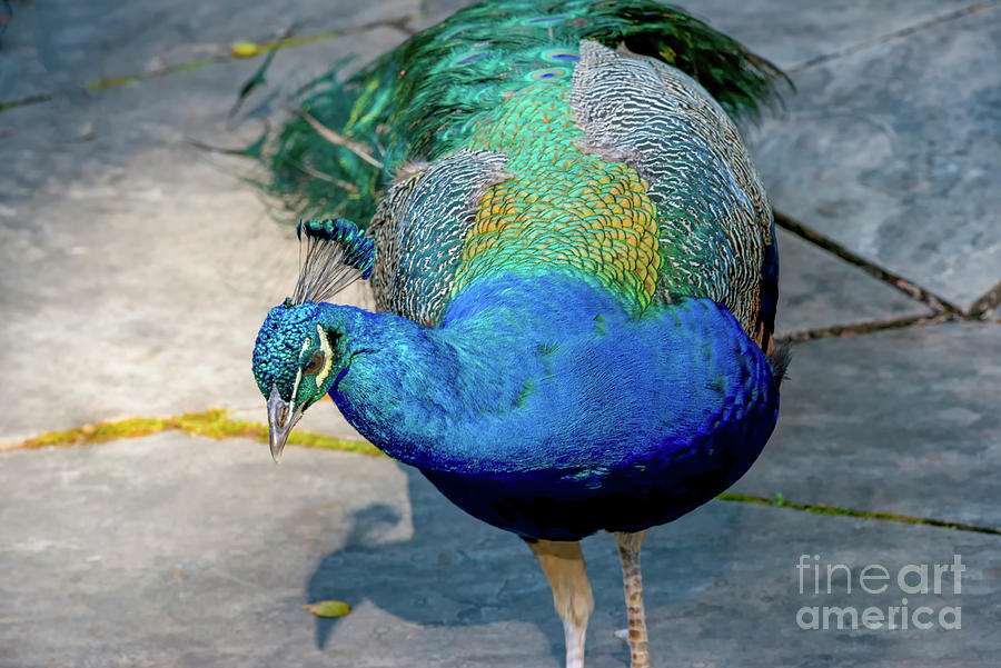 Peacock, 1 #2 Photograph by Glenn Franco Simmons