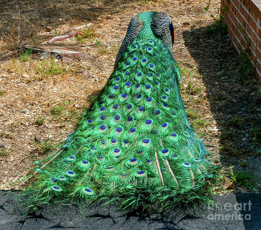 Peacock Photograph - Peacock, 4 #1 by Glenn Franco Simmons