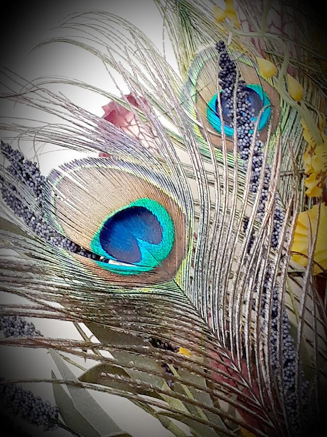 Peacock Beauty #1 Photograph by Belinda Lee