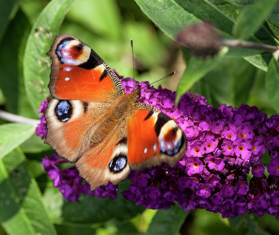 Peacock butterfly Photograph by Alan Millarvie - Fine Art America