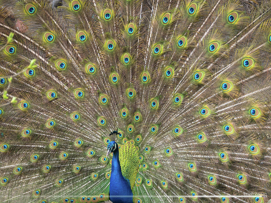 Peacock Photograph By Erwin Zwaan - Fine Art America