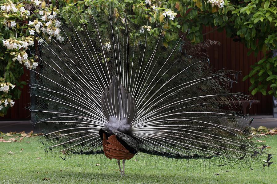 Peacock Fanning Tail Photograph by Mingming Jiang
