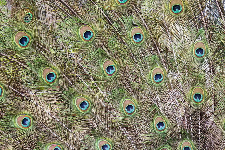 Peacock Feathers #1 Photograph by Elaine Teague