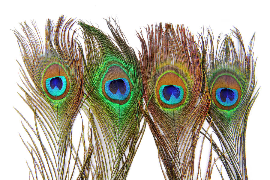 Peacock Feathers Isolated On White #1 Photograph by Severija Kirilovaite