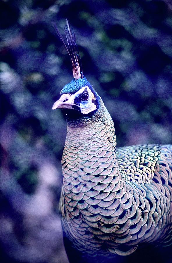 Peacock #1 Photograph by Gordon James